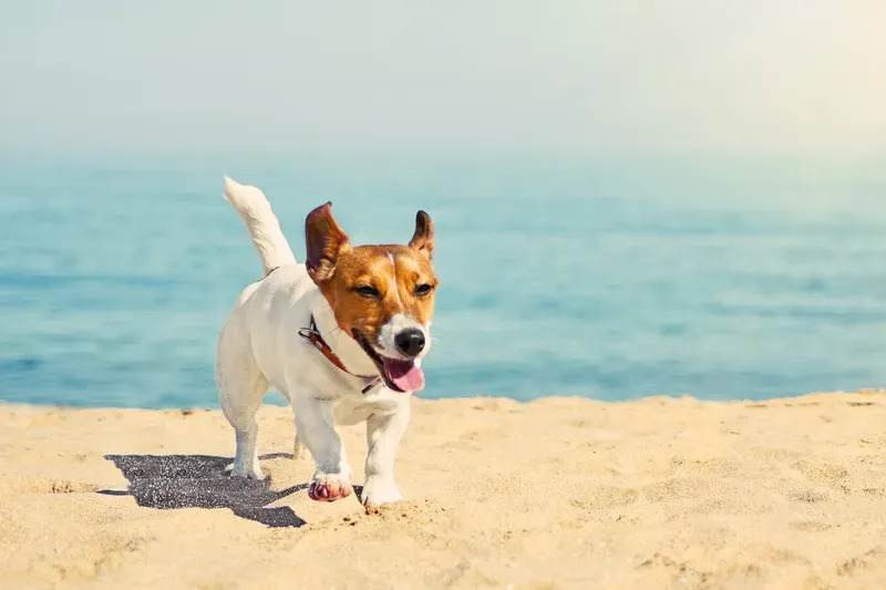 Seven dog-friendly beaches near London