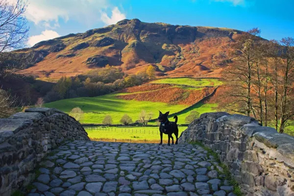 11 dog-friendly walks in the Lake District