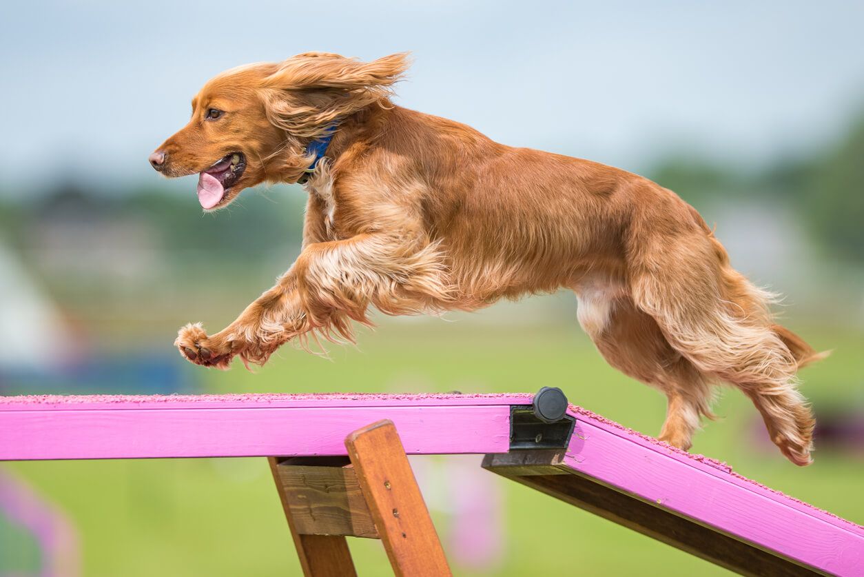 2025's best dog-friendly events and festivals