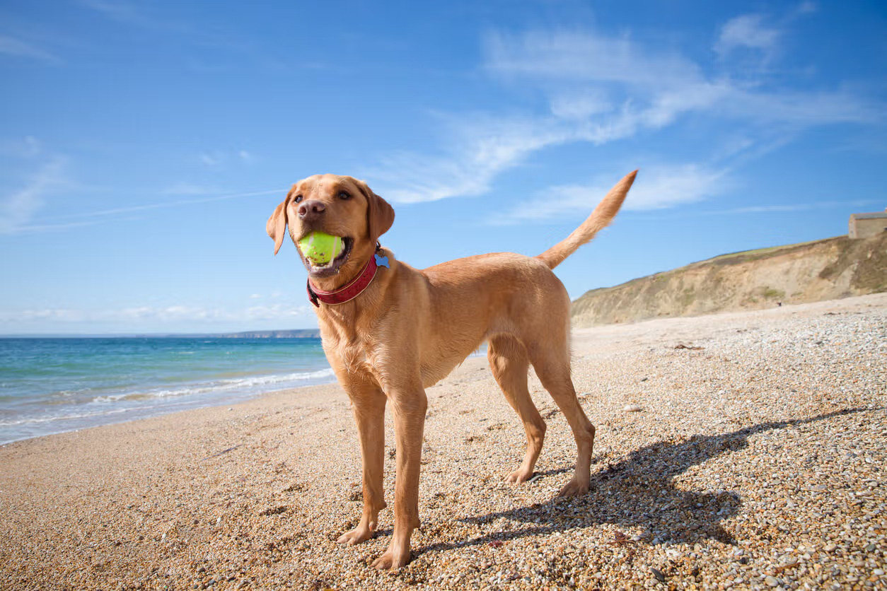 Find your dog’s perfect holiday by breed