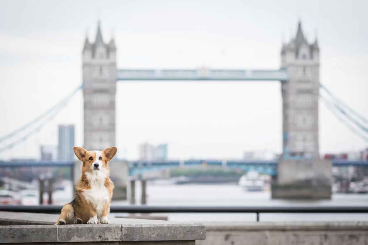 The UK's best dog-friendly city breaks